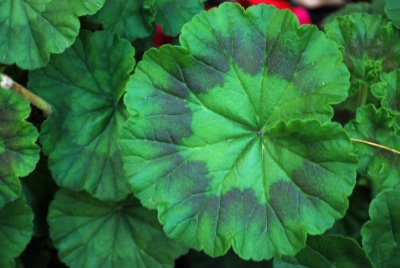 geranium%20leaf.jpg