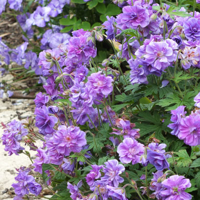 Geranium-himalayense-Plenum-2.jpg