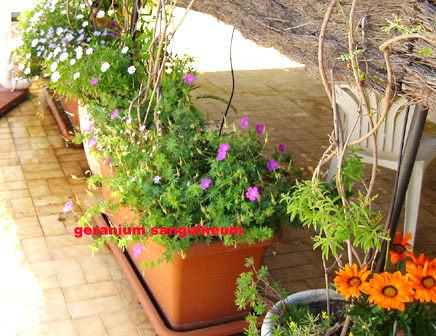 geranium.jpg
