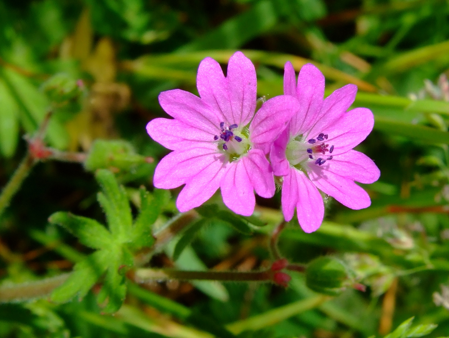 Geranium_molle.jpg