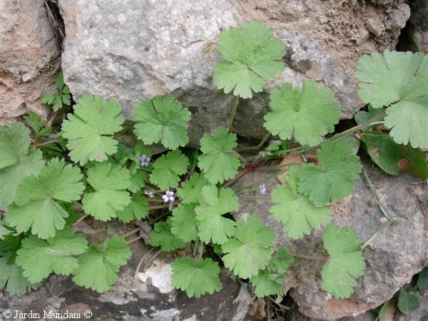 geraniumrotundifolium.jpg