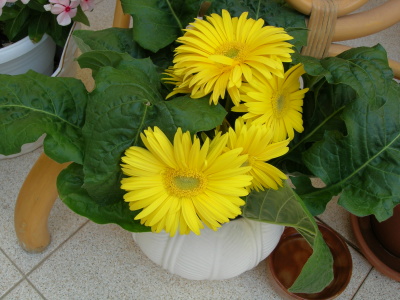 Gerbera%20amrll.JPG