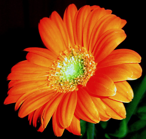 gerbera%7E2.jpg