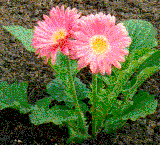 gerbera.gif