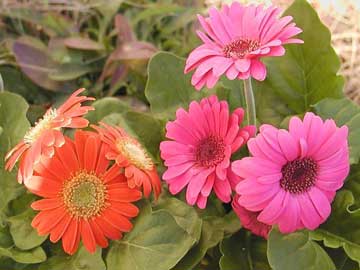 gerbera-jamesonii.jpg