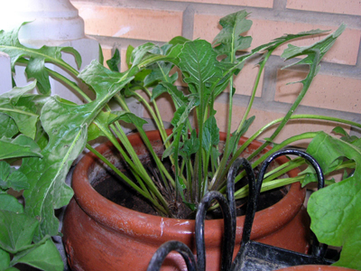 Gerbera.JPG