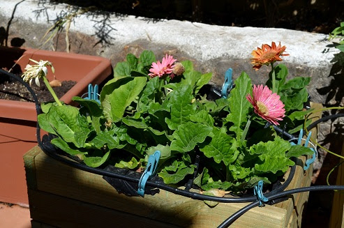 gerbera.jpg