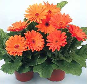 gerbera.jpg