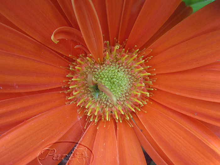 gerbera+naranja.jpg