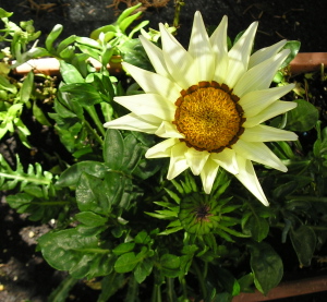 Gerbera11.jpg