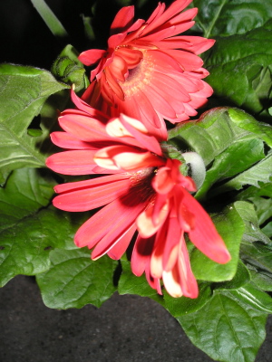 Gerbera_.jpg