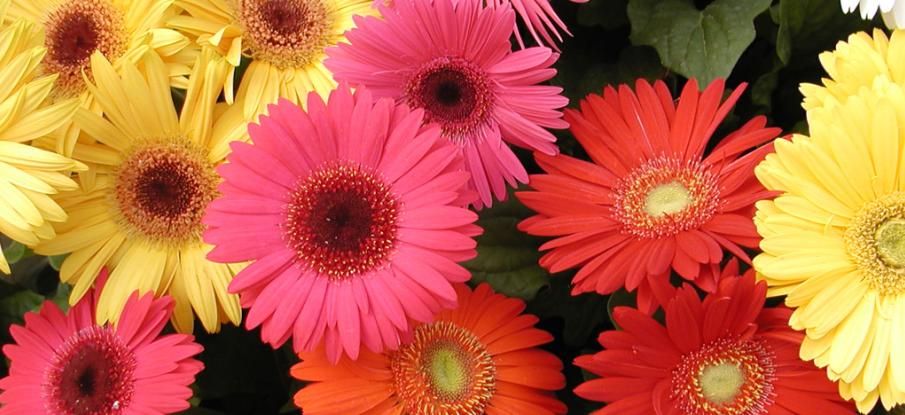gerbera_ban.JPG