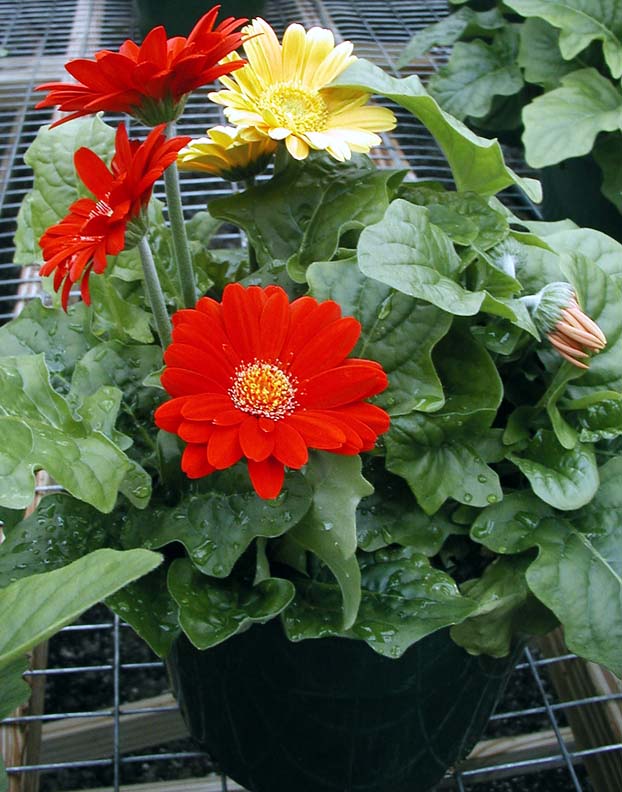 gerbera_daisies.jpg