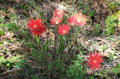 gerberas.jpg