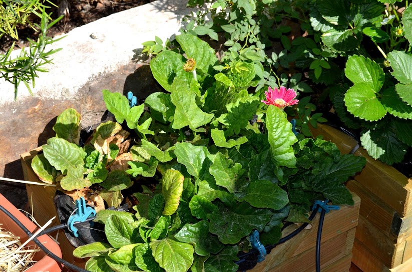 Gerberas.JPG