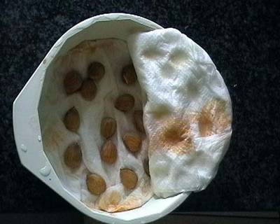 germalaricoques.jpg
