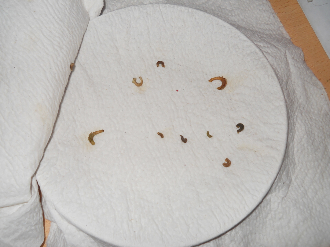 Germinacion+calendulas+-+12-julio-2011.jpg