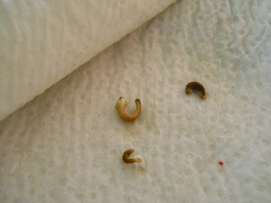 Germinacion+calendulas+-+13-julio-2011.jpg