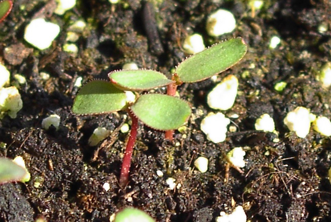 germinacion.jpg
