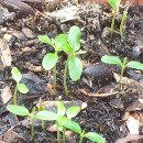 germinacion-semillas.jpg