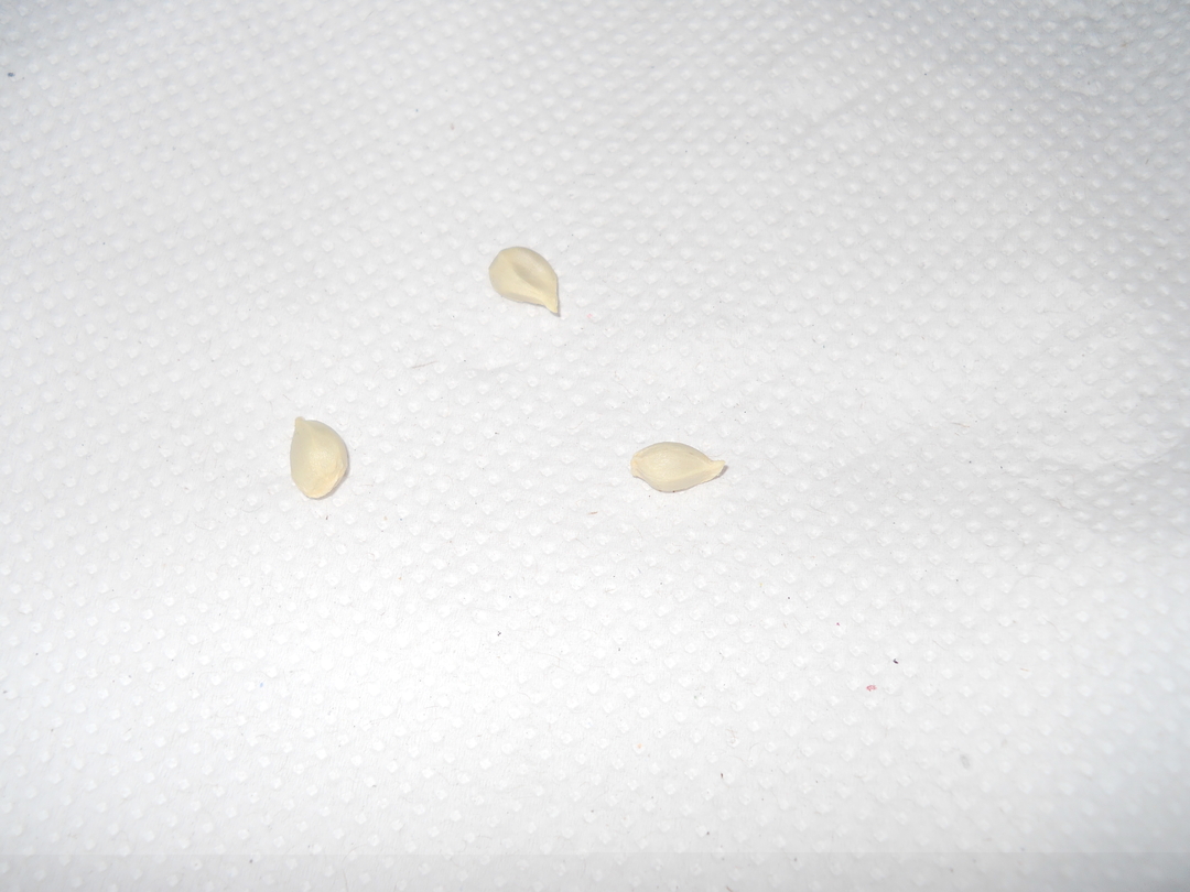 Germinacion+semillas+mandarina+1+-+13-julio-2011.jpg
