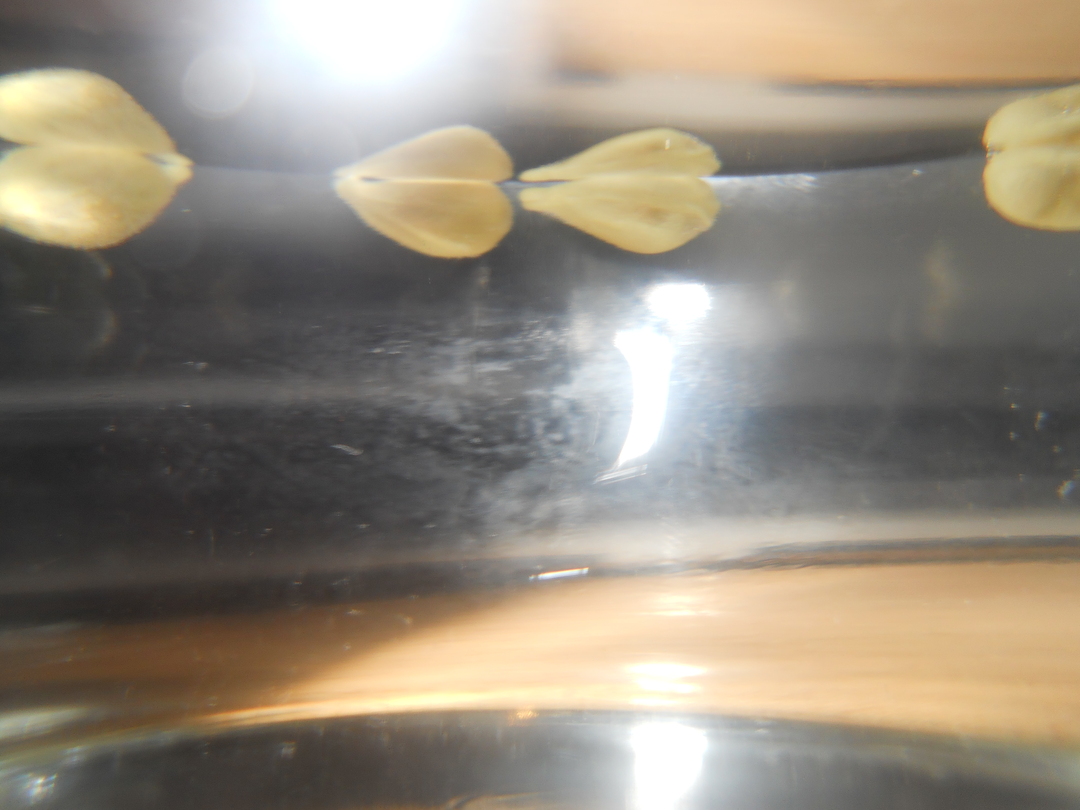 Germinacion+semillas+mandarina+2+-+13-julio-2011.jpg