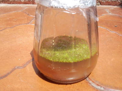 germinacion_cochleanthes_amazonica1.JPG