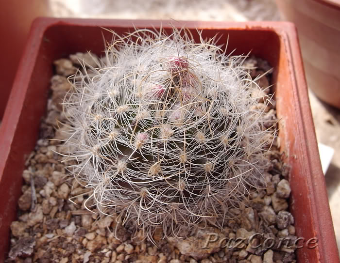 gerocephala.jpg