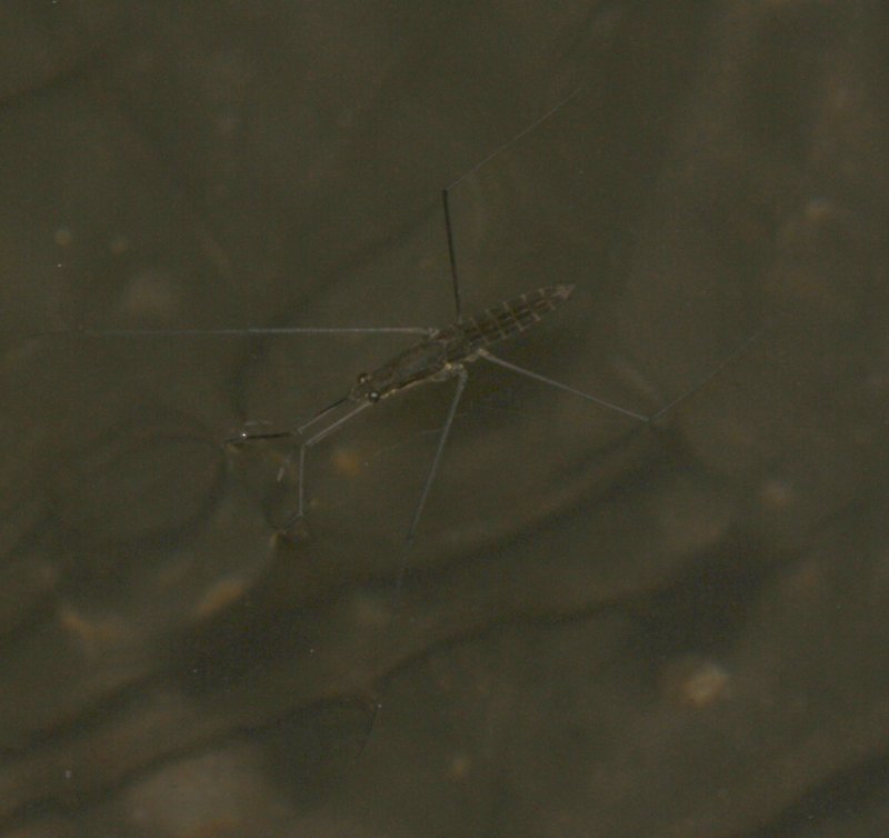 Gerris%20sp_4807.jpg