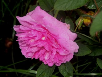 Gertrude%20Jekyll.jpg