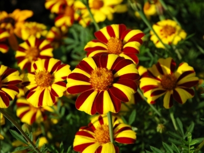 getfile.aspx?id_file=9983.jpg