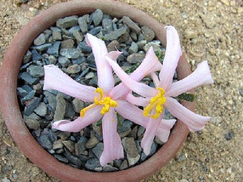 Gethyllis_villosa1.jpg