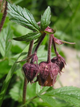 geum%20de%20ribera%2001.jpg