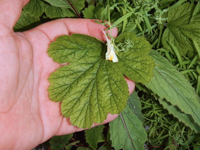 geum1.jpg