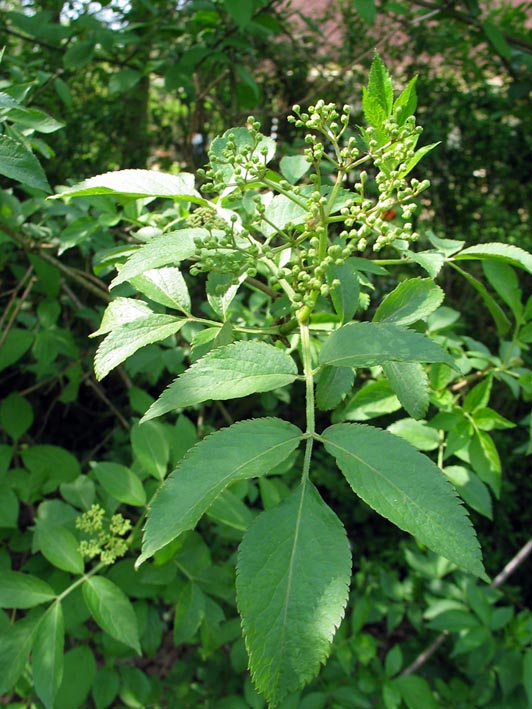 Gewone_vlier__Sambucus_nigra__Black_elderberry@img_2379blad.jpg
