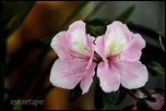 GGq7775Ohn.th.jpg