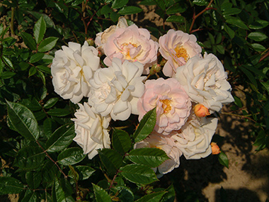Ghislaine_de_Feligonde_0925.jpg