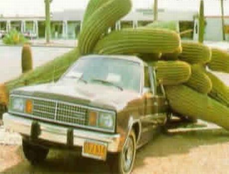 Giant%20Cactus.jpg