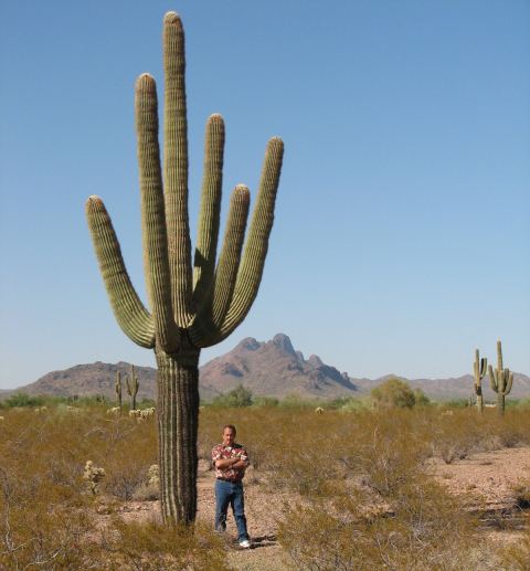 giant-saguarosm1.jpg
