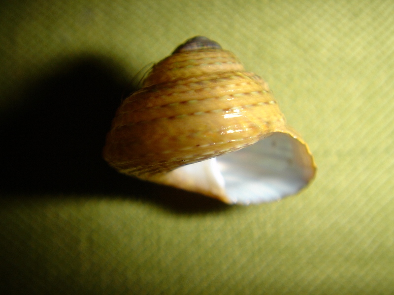 Gibbula_sp.jpg