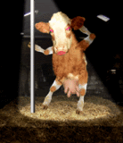 GIF025.gif