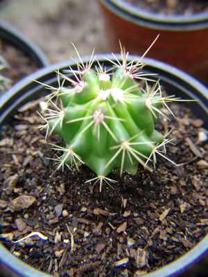 gimnocalycium1.jpg