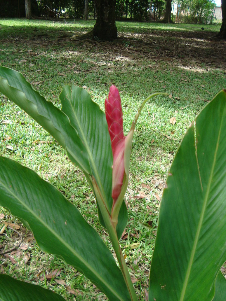 ginger_rosado_by_cerezoinwonderland-d47pr0a.jpg