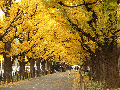 gingko.jpg