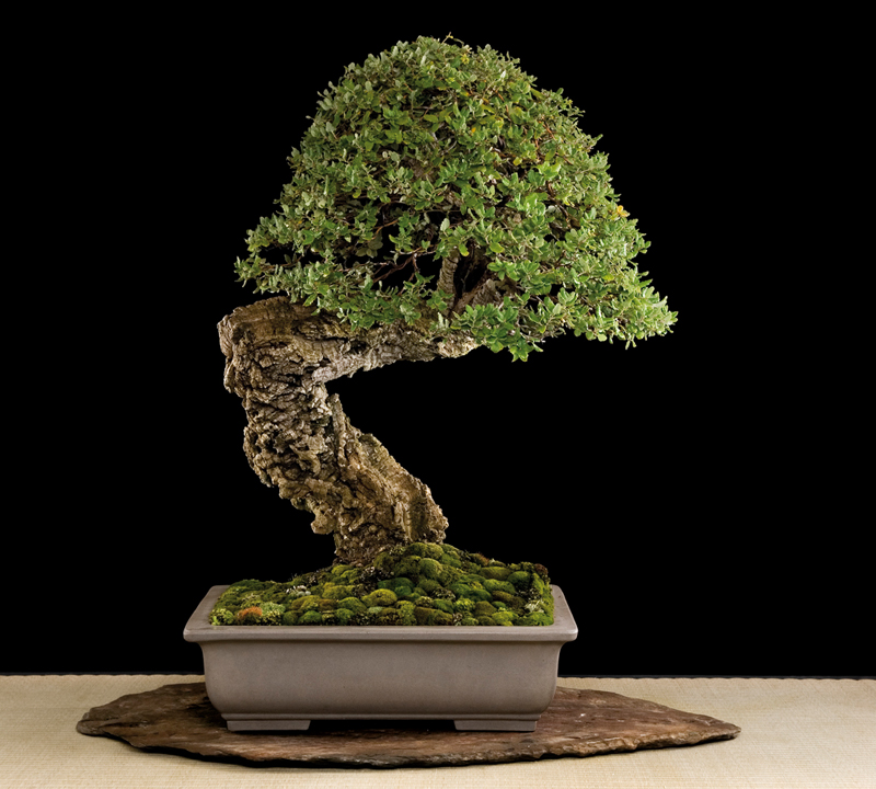 GINGKO_032.jpg