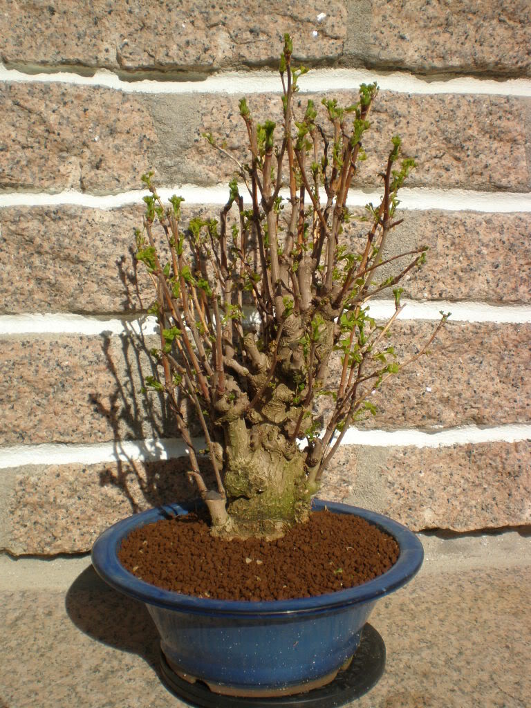 ginkgo-3.jpg