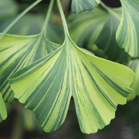 Ginkgo-biloba-California-Sunset.jpg