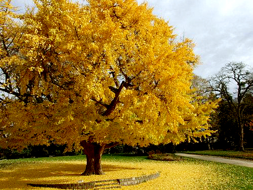 ginkgo-biloba-larbre-aux-mille-ecus-l-21.jpg
