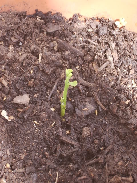 Ginkgo15-3.jpg