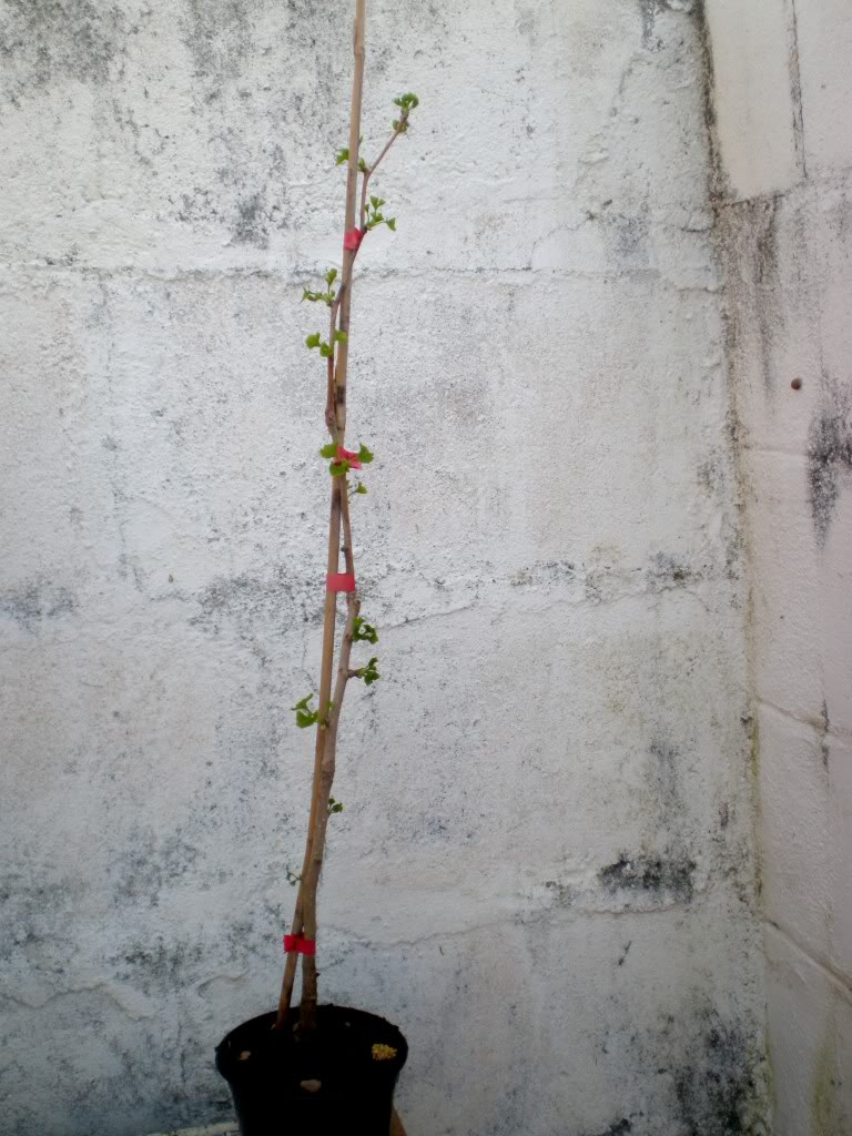 ginkgo1_1.jpg